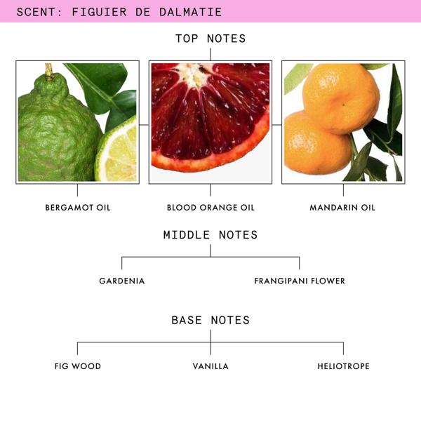 FIGUIER_DE_DALMATIE_SKU_PDP_1X1_ECOM_FRAGRANCE-NOTES_2025_WEB