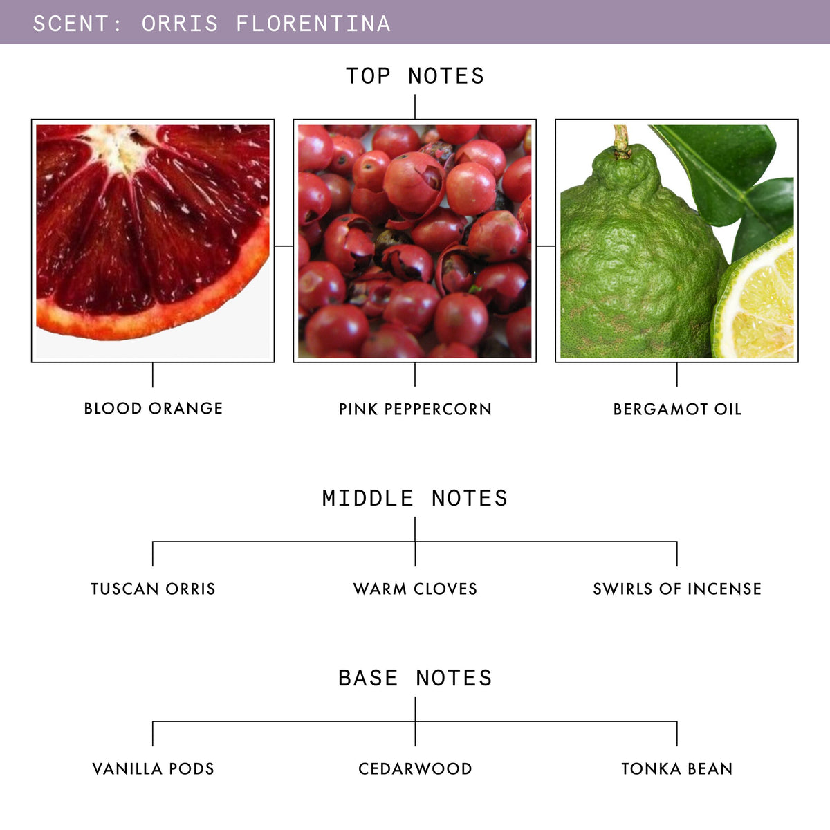 ORRIS_FLORENTINA_CREAM_SKU_PDP_1X1_ECOM_FRAGRANCE-NOTES_2026_WEB