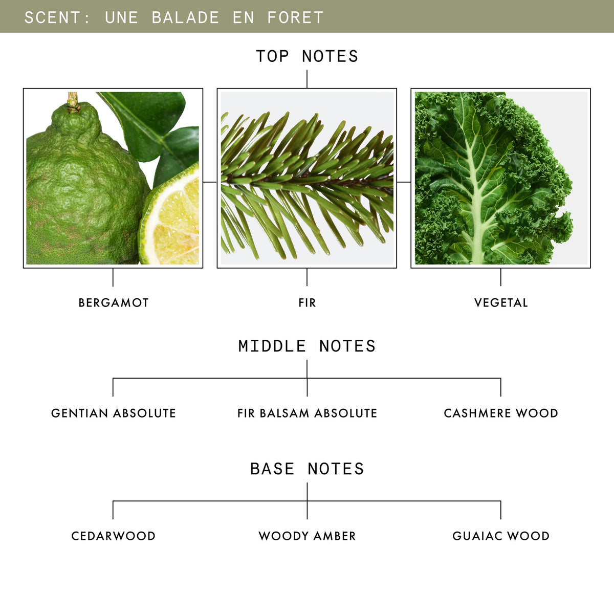 Une Balade en Foret Scent Notes