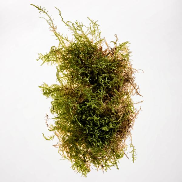 scent_indicators_la_botanista_base_note_1x1_1
